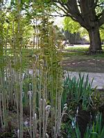 Osmunda Regalis (fam. Osmondacees) (1) (Photo F. Mrugala)